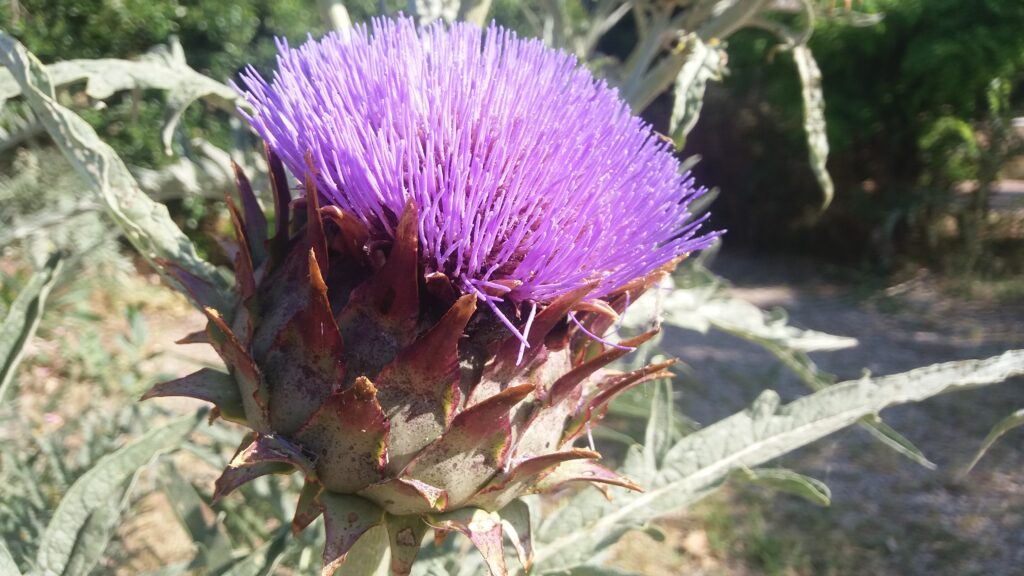 Flor del cardo (Cynara cardunculus), el coagulante vegetal de la Torta del Casar